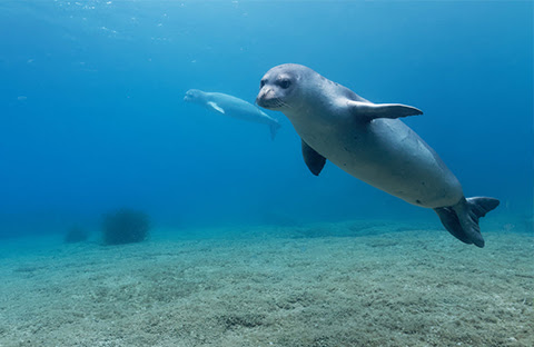 Spotted Off the Coast of Side! Tourists Thrilled by Unexpected Sighting