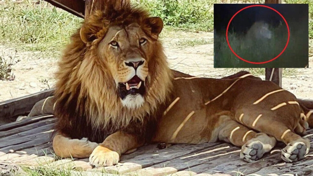Lion ‘Zeus’ Escapes in Manavgat Zoo, Seriously Injures Local Farmer, Later Shot Dead