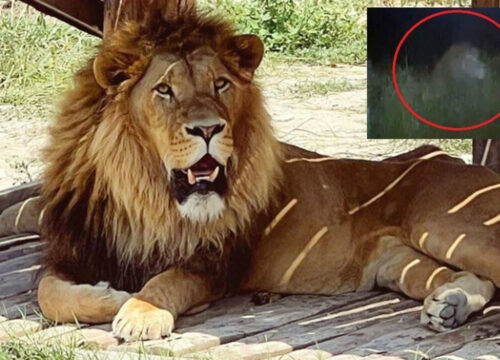Lion ‘Zeus’ Escapes in Manavgat Zoo, Seriously Injures Local Farmer, Later Shot Dead
